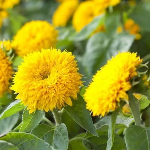 4x Sunflower Seed Assortment