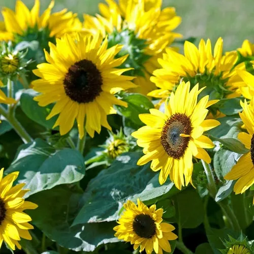 4x Sunflower Seed Assortment