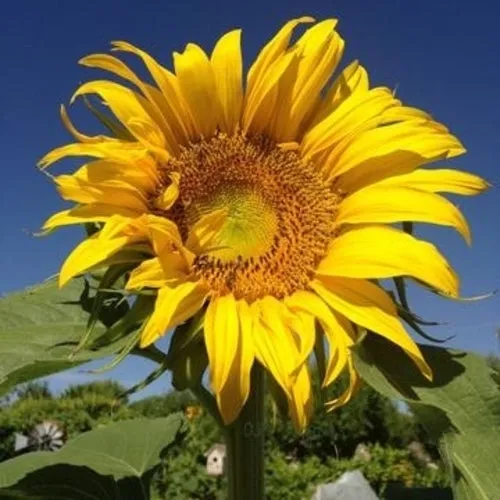 4x Sunflower Seed Assortment