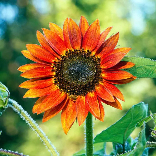 4x Sunflower Seed Assortment