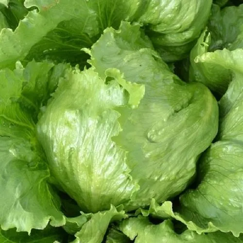 6x Lettuce Seed Assortment