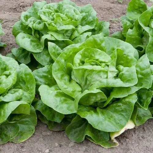 6x Lettuce Seed Assortment