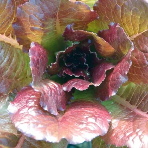 6x Lettuce Seed Assortment