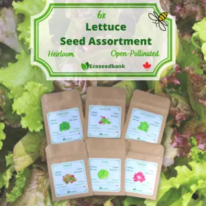 6x Lettuce Seed Assortment