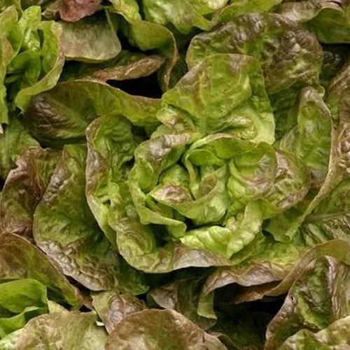 6x Lettuce Seed Assortment