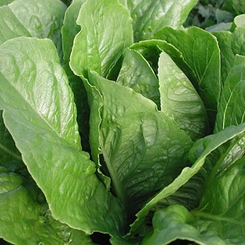 6x Lettuce Seed Assortment