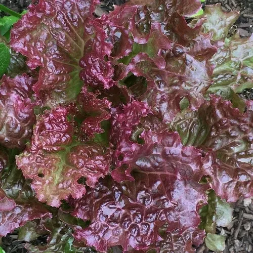 6x Lettuce Seed Assortment