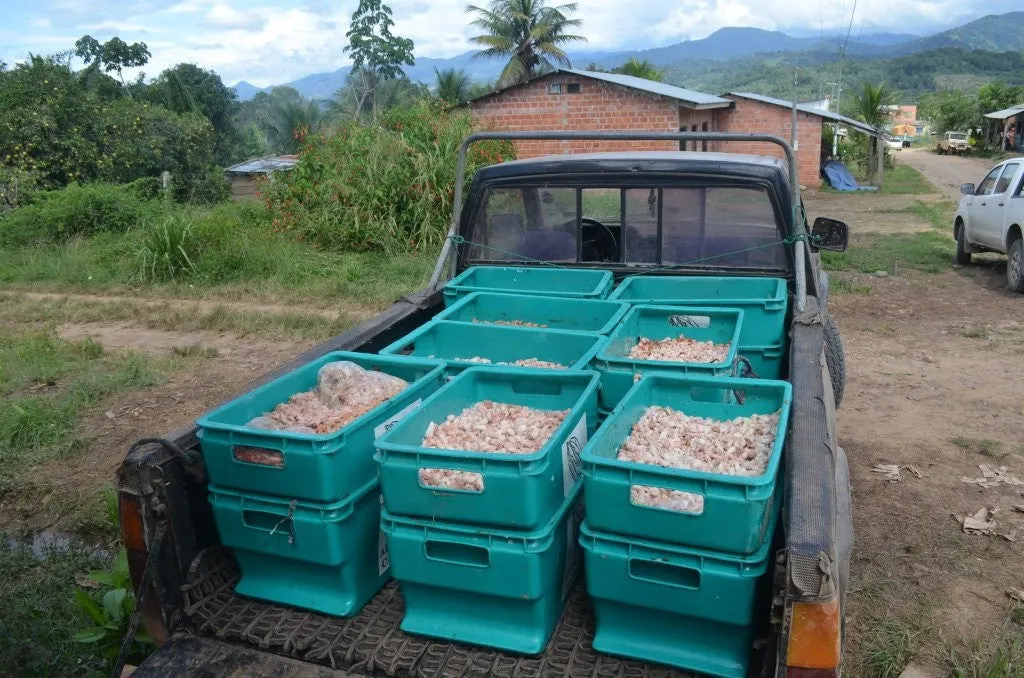 Bolivia Organic-certfied, Improved Walikeewa (hybrid, Amelonado) Unroasted Cacao Beans. Available only Salisbury, (MA).