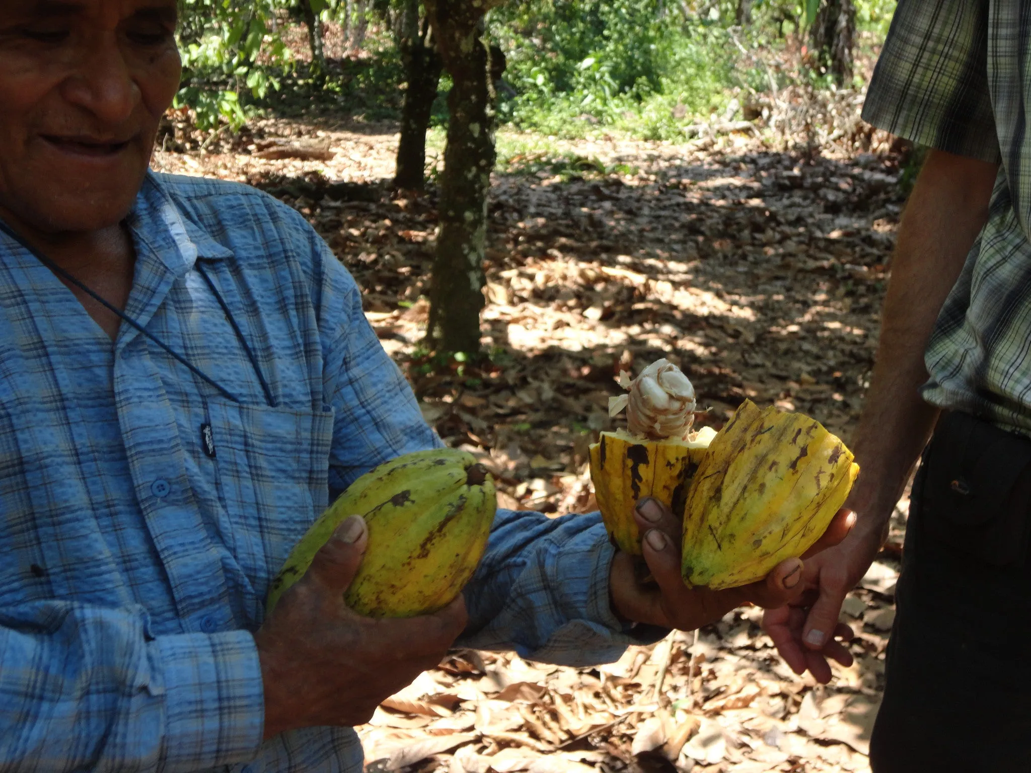 Bolivia Organic-certfied, Improved Walikeewa (hybrid, Amelonado) Unroasted Cacao Beans. Available only Salisbury, (MA).