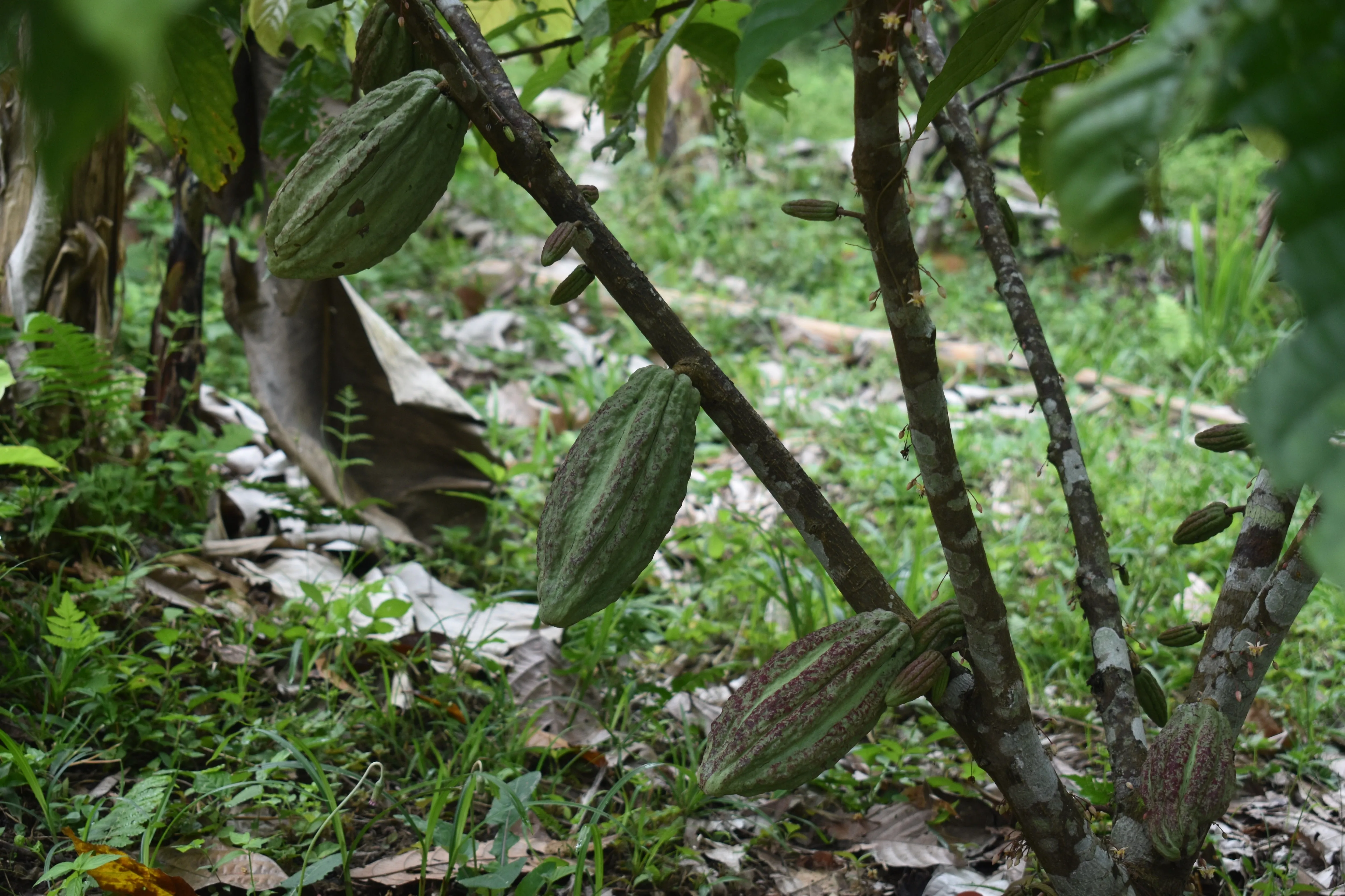 Bolivia Organic-certfied, Improved Walikeewa (hybrid, Amelonado) Unroasted Cacao Beans. Available only Salisbury, (MA).