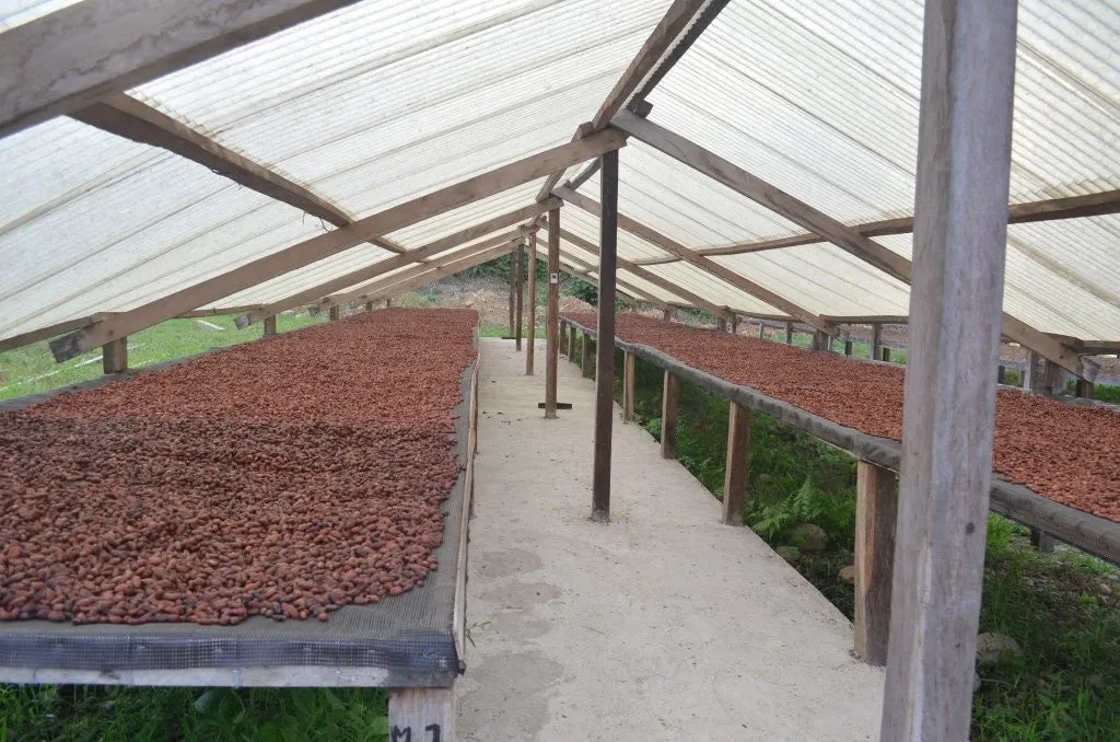 Bolivia Organic-certfied, Improved Walikeewa (hybrid, Amelonado) Unroasted Cacao Beans. Available only Salisbury, (MA).