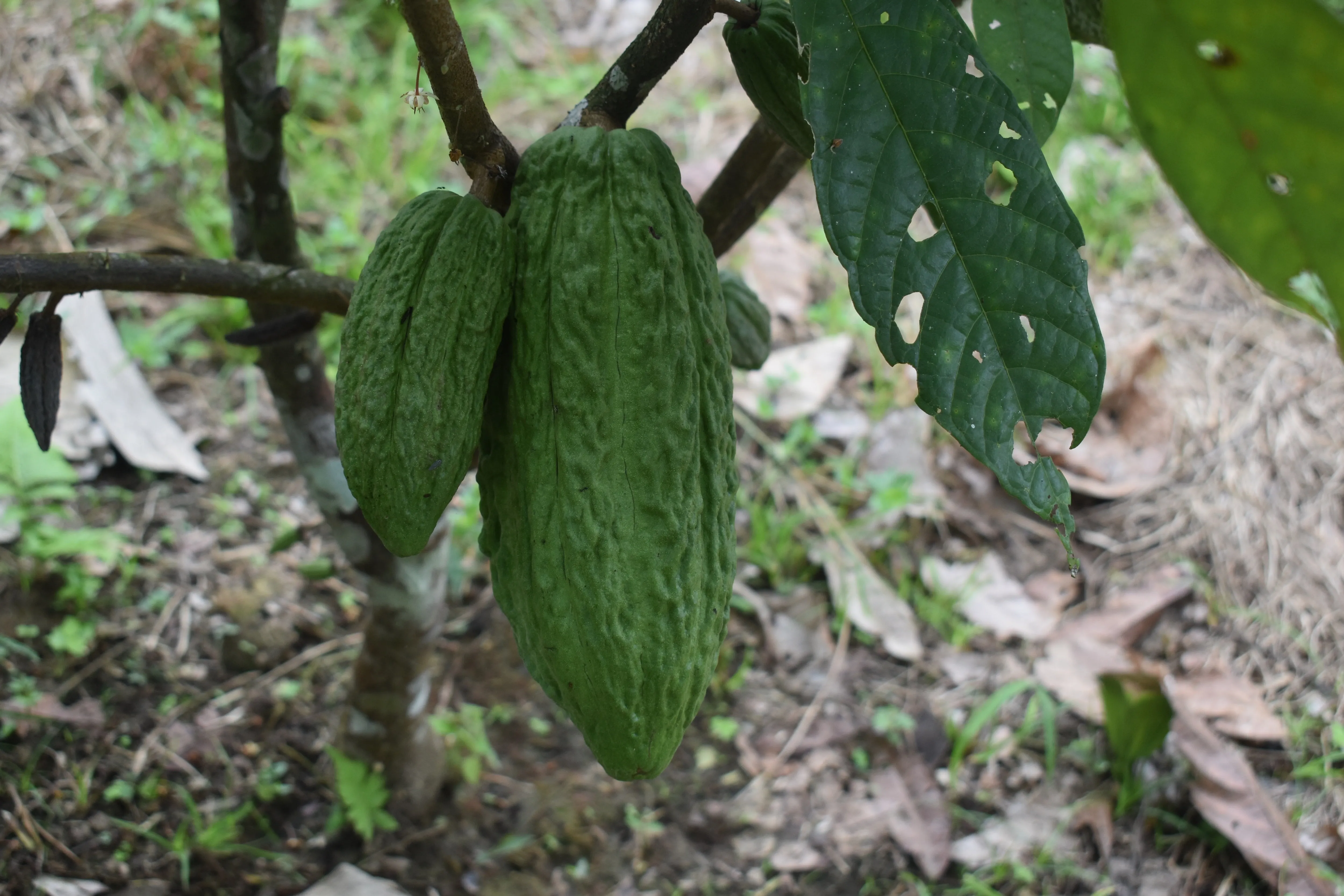 Bolivia Organic-certfied, Improved Walikeewa (hybrid, Amelonado) Unroasted Cacao Beans. Available only Salisbury, (MA).
