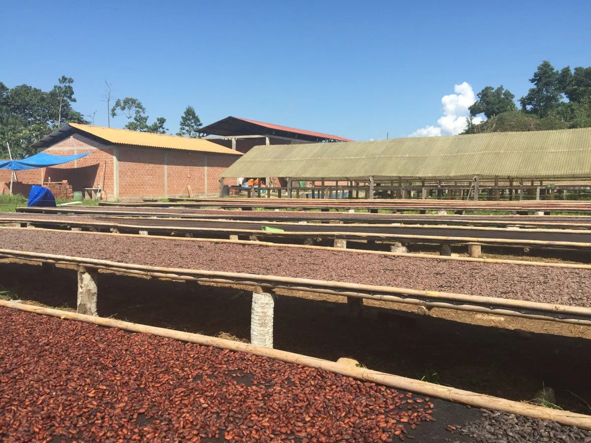 Bolivia Organic-certfied, Improved Walikeewa (hybrid, Amelonado) Unroasted Cacao Beans. Available only Salisbury, (MA).