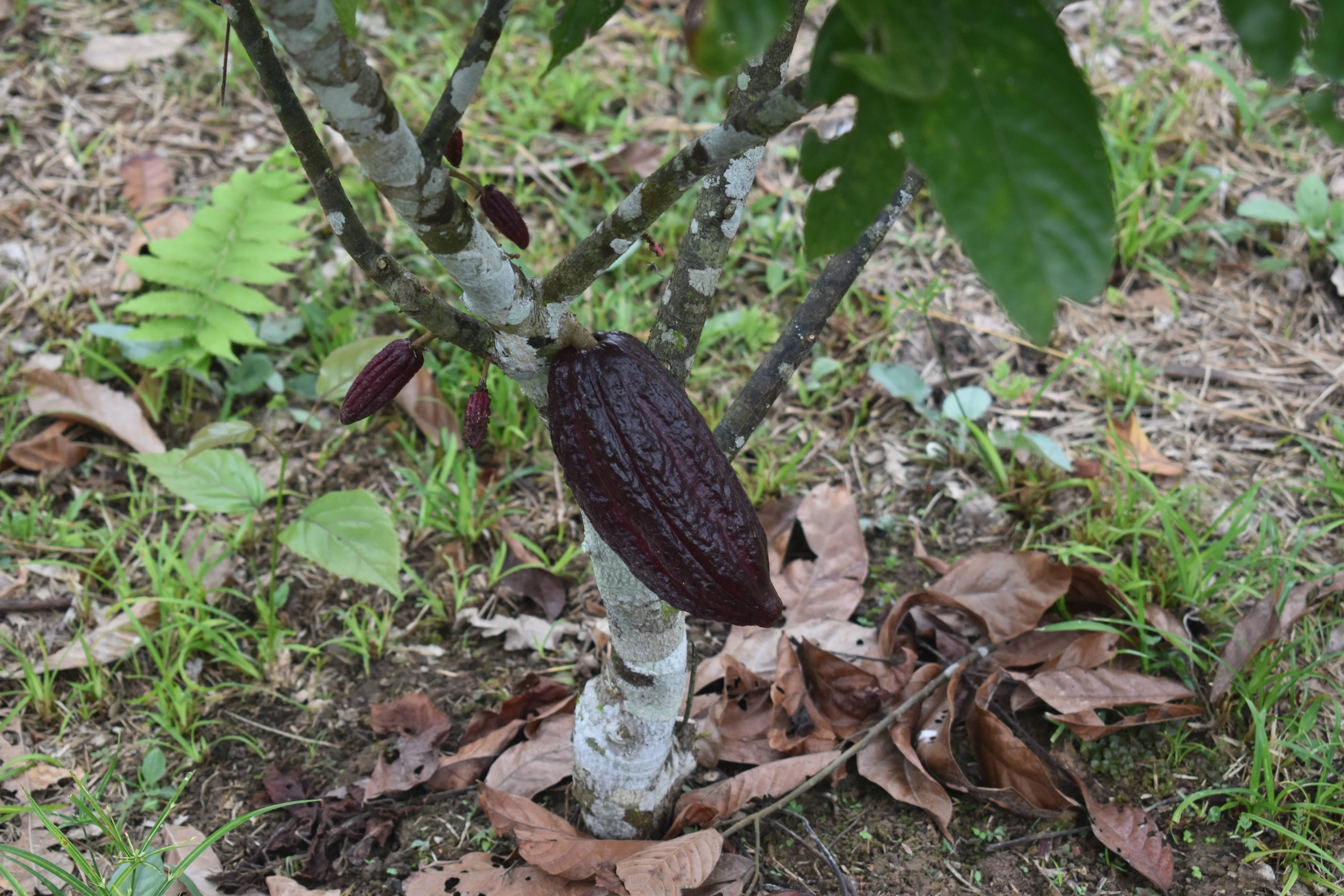 Bolivia Organic-certfied, Improved Walikeewa (hybrid, Amelonado) Unroasted Cacao Beans. Available only Salisbury, (MA).