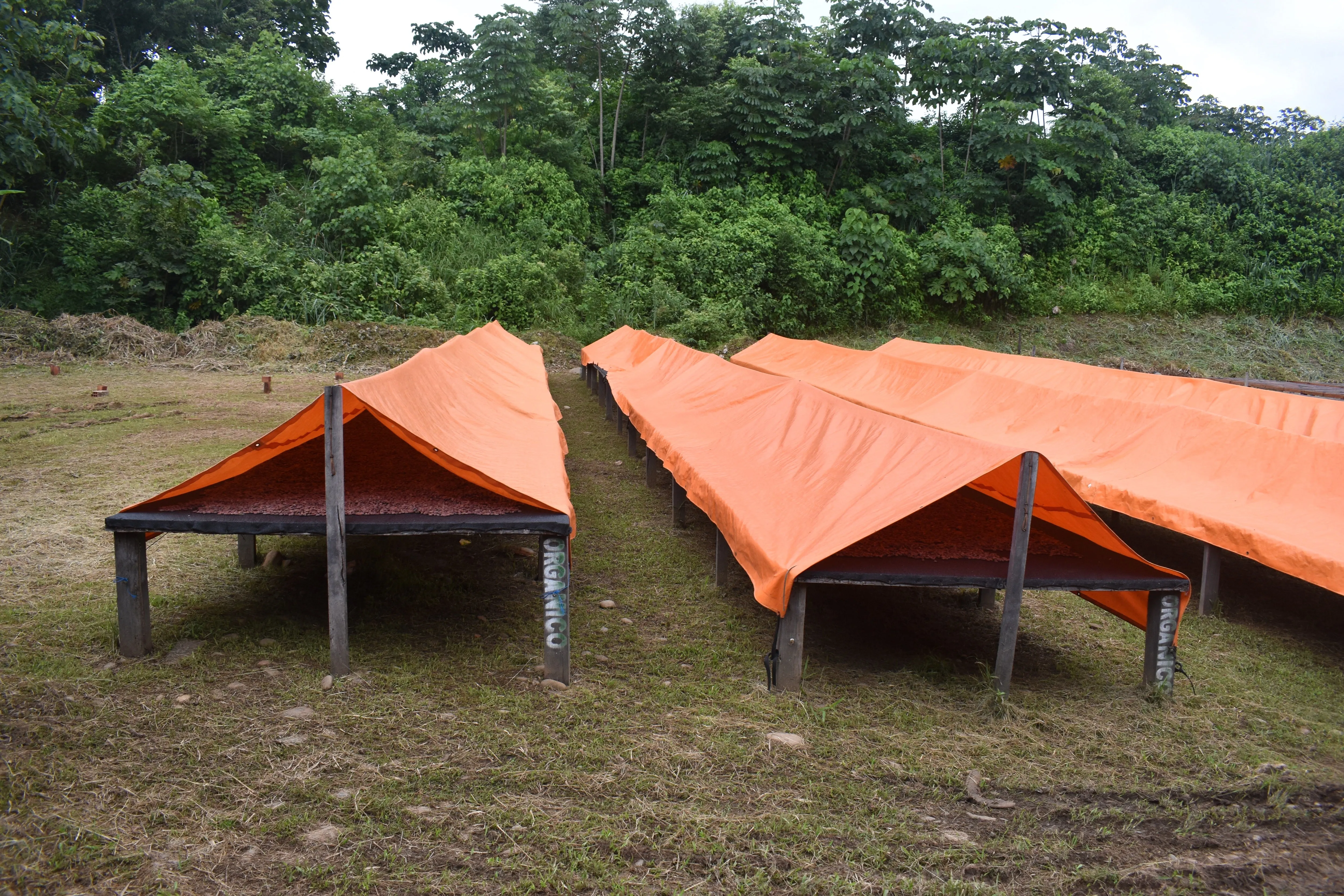 Bolivia Organic-certfied, Improved Walikeewa (hybrid, Amelonado) Unroasted Cacao Beans. Available only Salisbury, (MA).