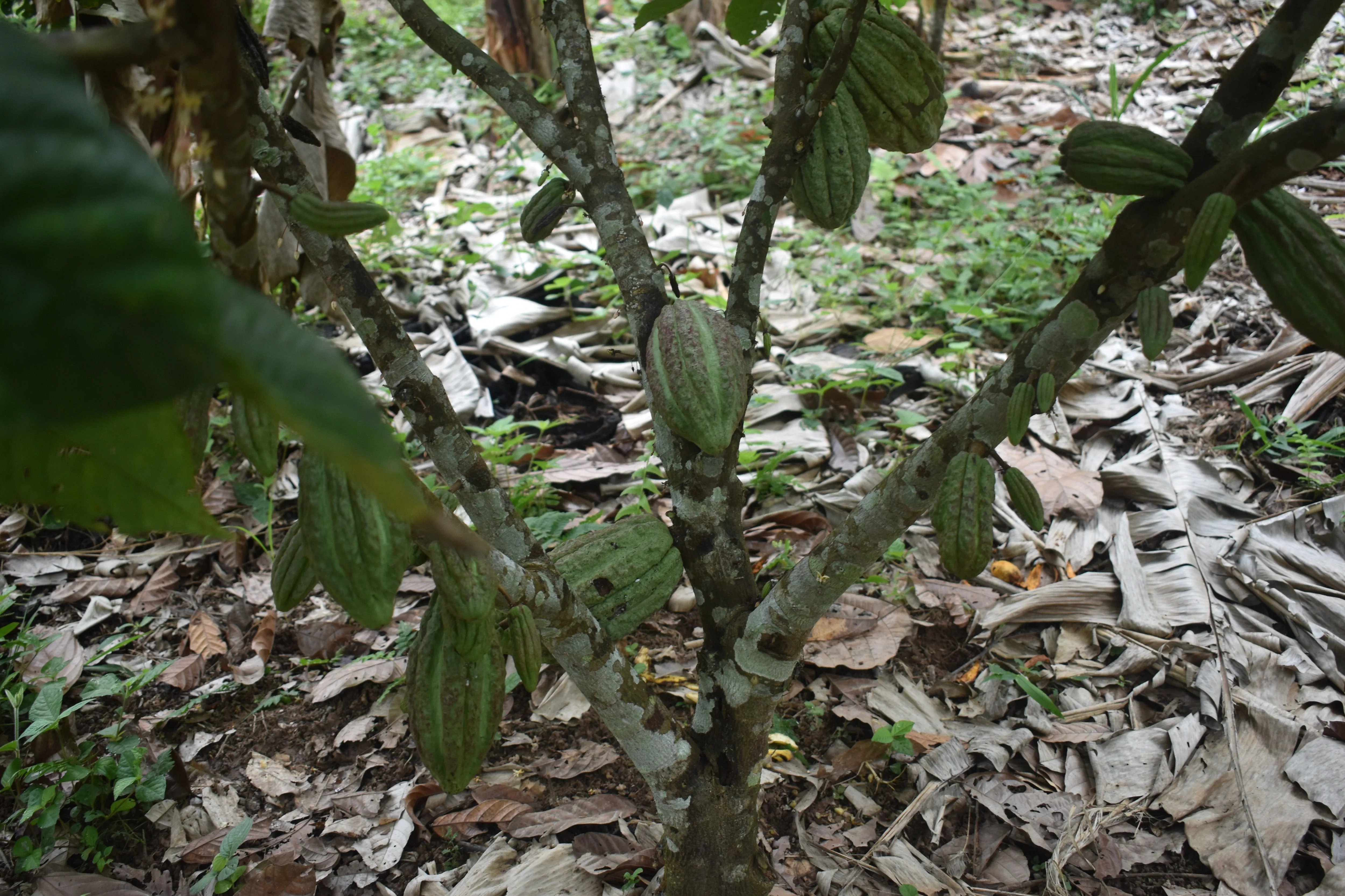 Bolivia Organic-certfied, Improved Walikeewa (hybrid, Amelonado) Unroasted Cacao Beans. Available only Salisbury, (MA).