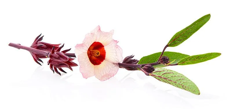 Heart-Tee Hibiscus Tea
